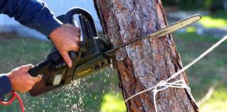 Best Tree Health Inspection  in Prices Fork, VA