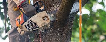 Best Stump Grinding and Removal  in Prices Fork, VA