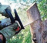 Prices Fork, VA Tree Services Company
