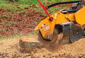 Best Lawn Renovation and Restoration  in Prices Fork, VA