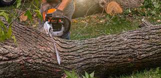 Best Seasonal Cleanup (Spring/Fall)  in Prices Fork, VA
