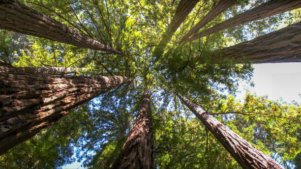 Best Emergency Tree Removal  in Prices Fork, VA
