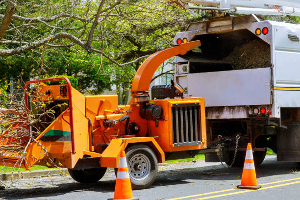How Our Tree Care Process Works  in  Prices Fork, VA