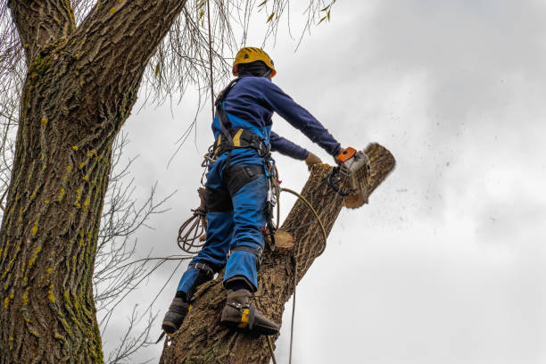 Best Utility Line Clearance  in Prices Fork, VA
