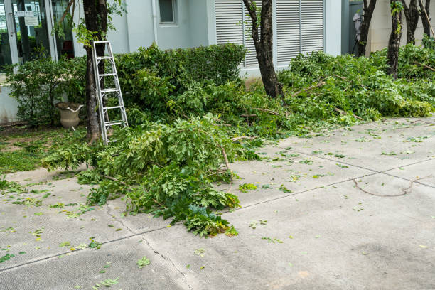 Best Root Management and Removal  in Prices Fork, VA