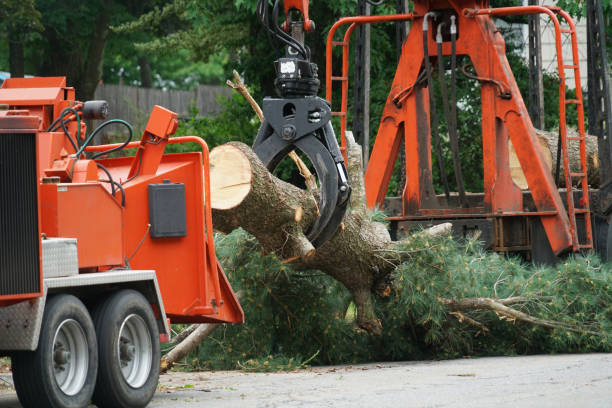 Best Tree Cabling and Bracing  in Prices Fork, VA